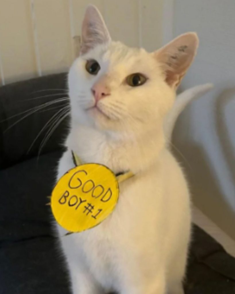 white cat with a medal around its neck