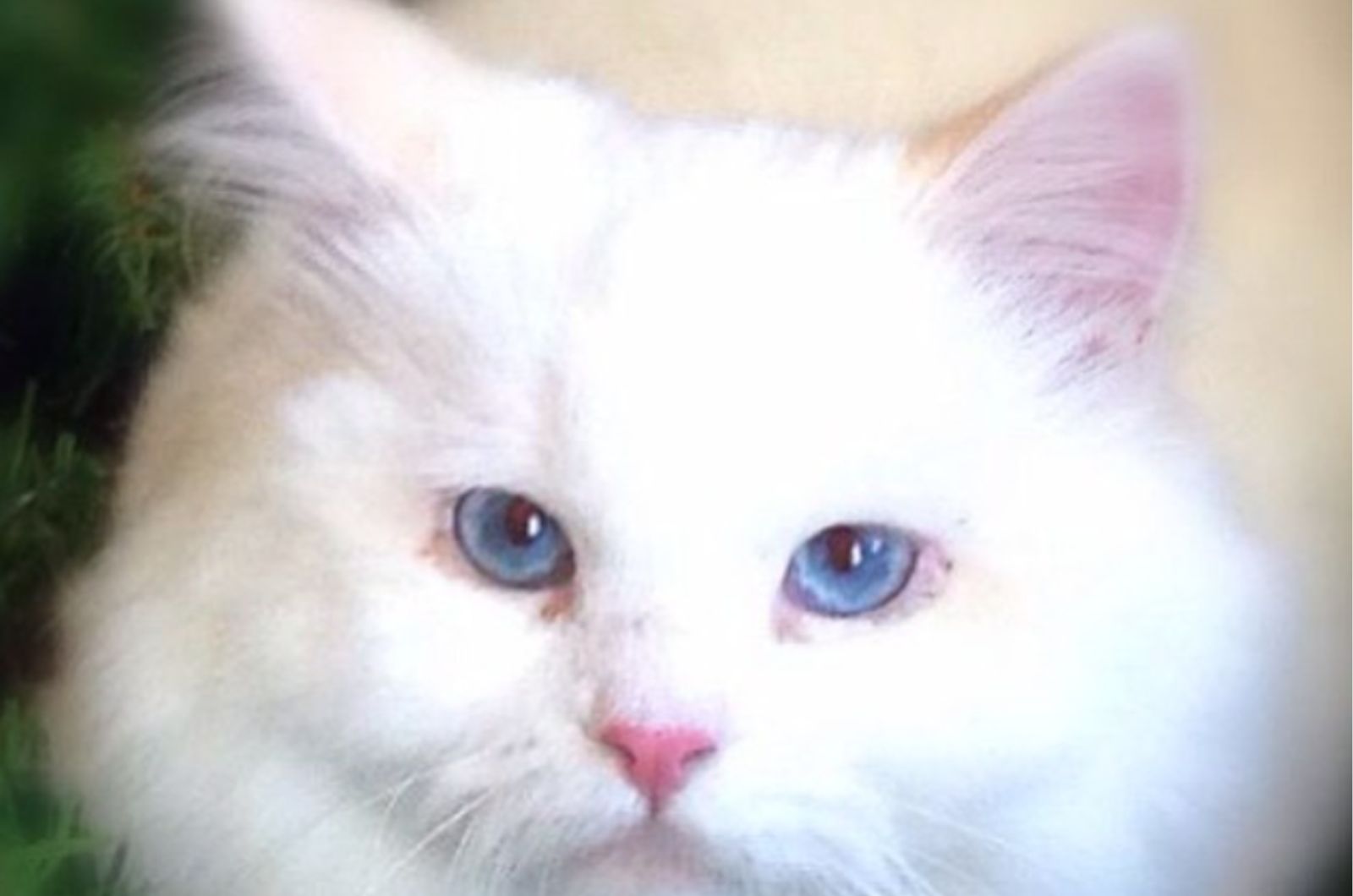 white kitten with blue eyes