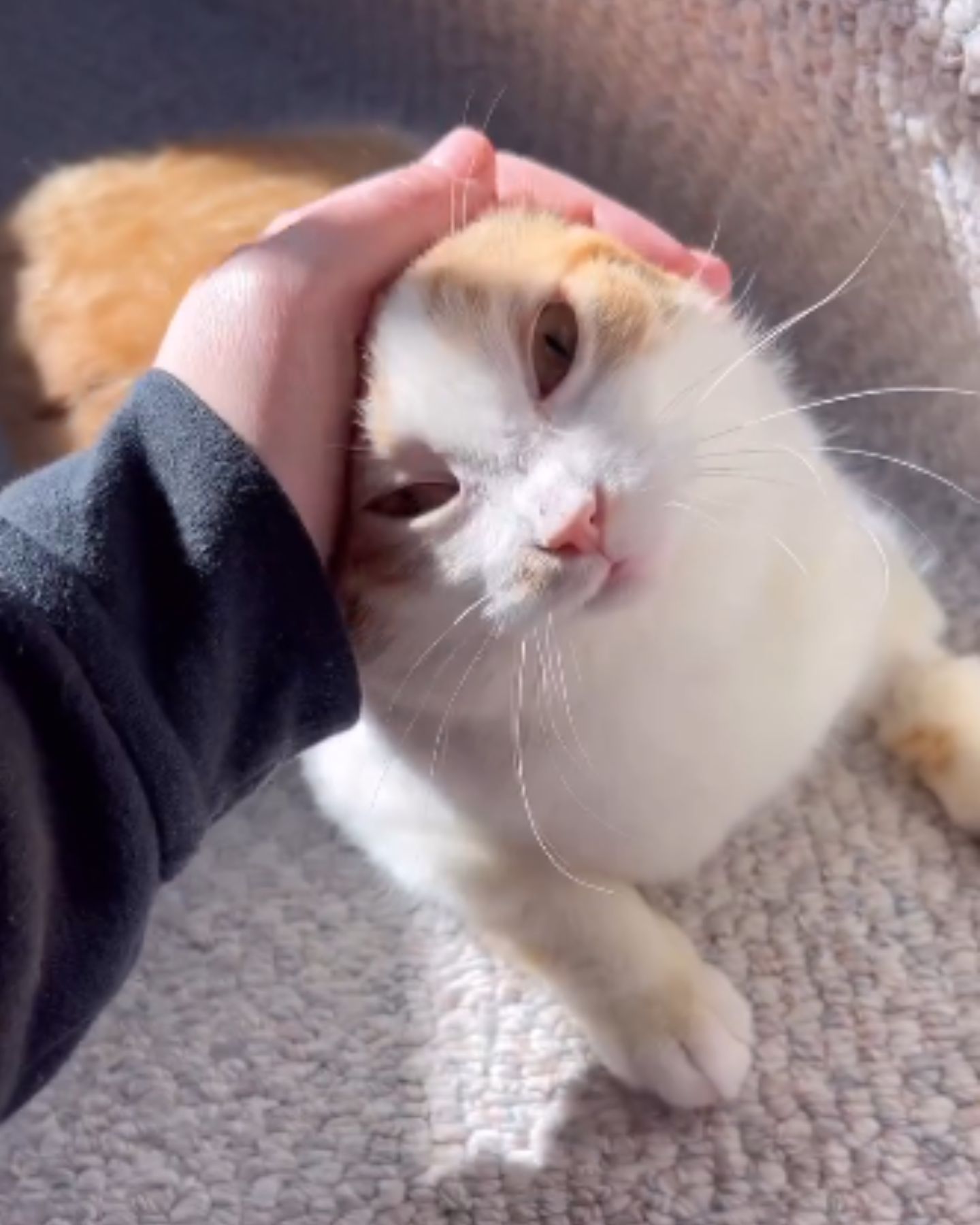 woman petting a ginger cat