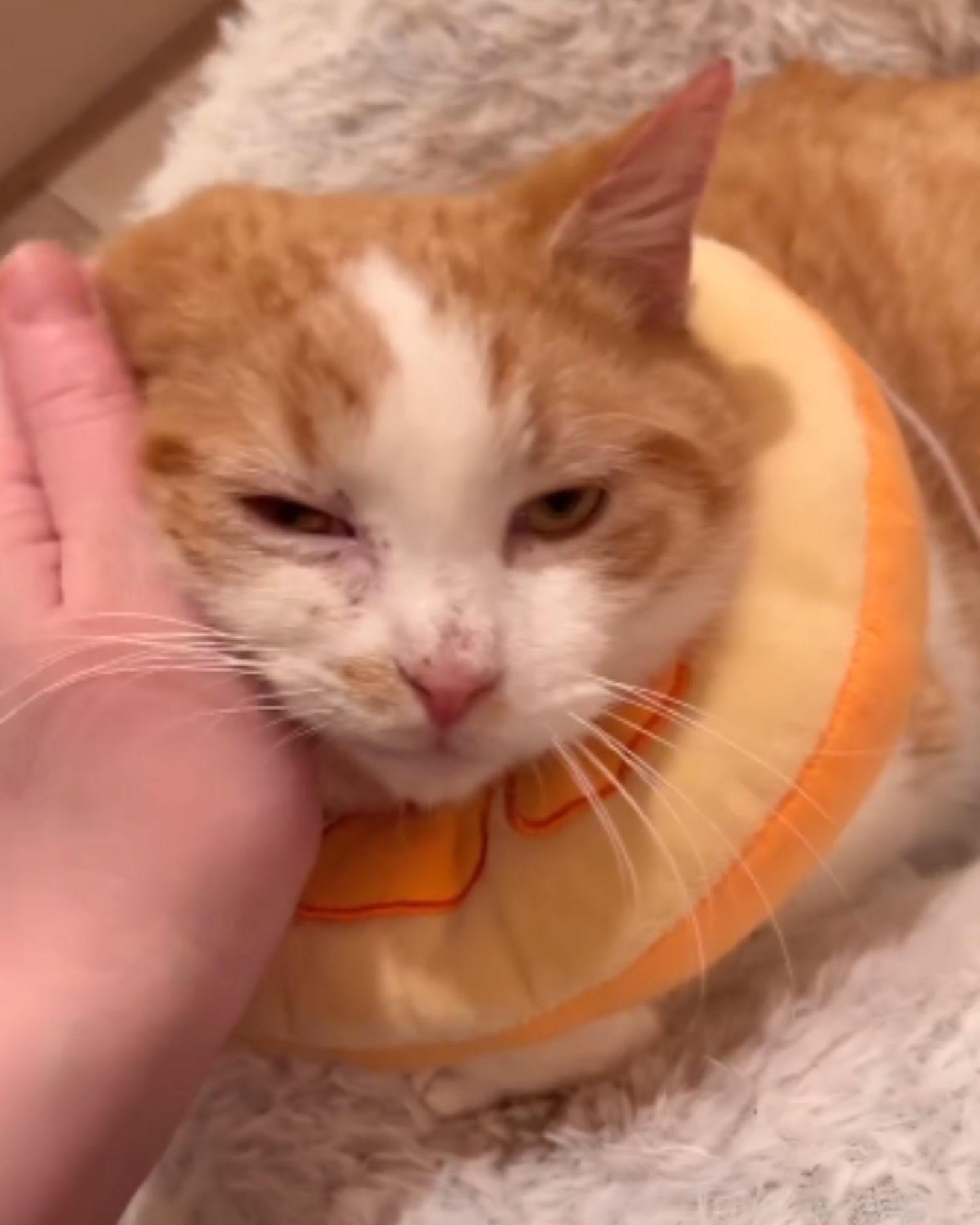 woman petting a sweet cat