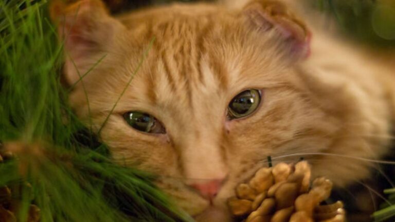 California Woman Shares Christmas Photos Of Her Cats And Now We All Want A Shoot Like That