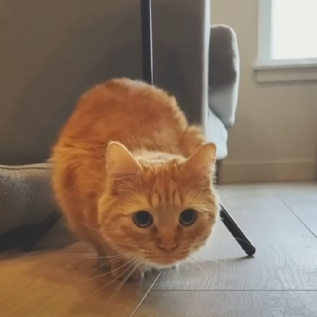 yellow cat scratching on laminate