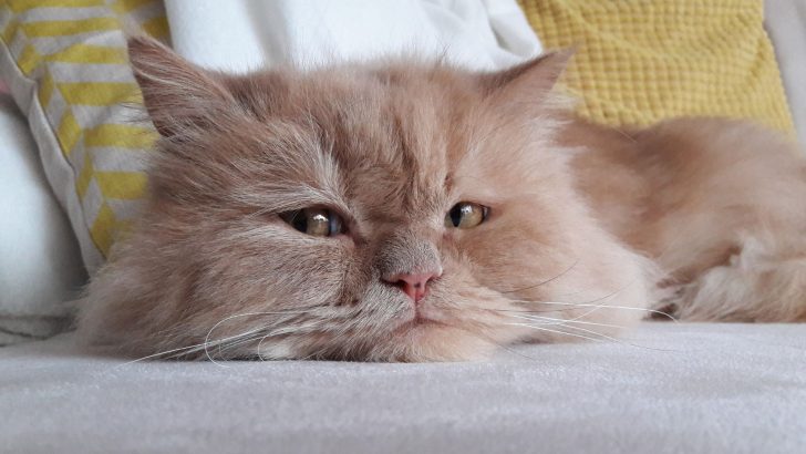 10 Reasons Why You Should Be Extra Thankful For Your Cat Every Day