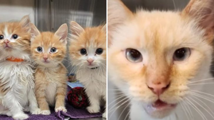 23 Cats Surrendered From A Single Home Find Hope And A Fresh Start At Wisconsin Shelter