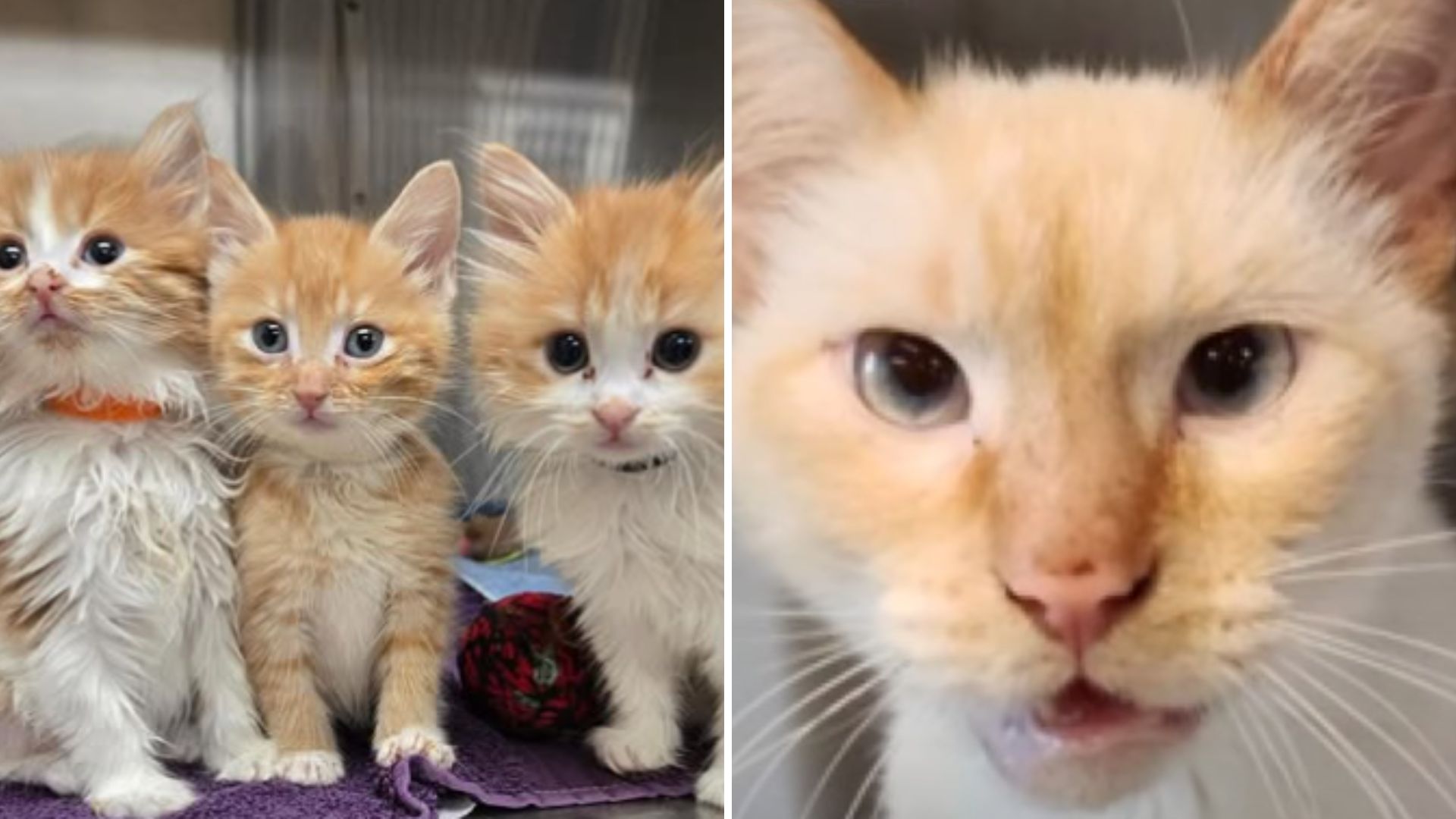 23 Cats Surrendered From A Single Home Find Hope