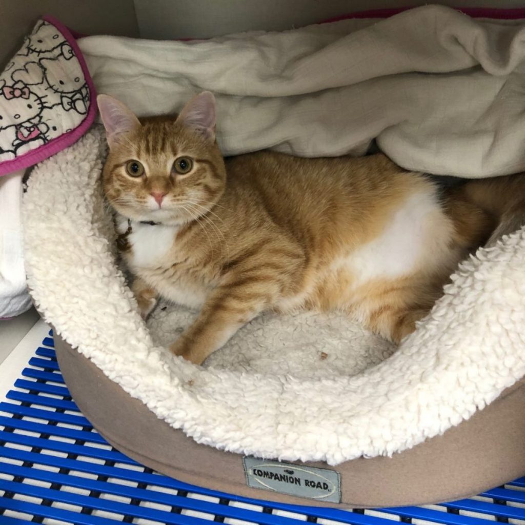 A beautiful kitten lies on its pillow