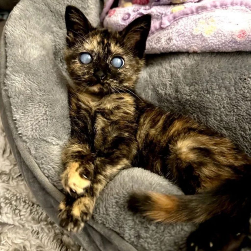 A blind kitten lies on a gray pillow