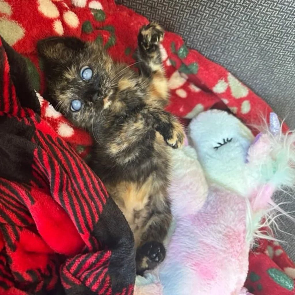 A blind kitten lies on a red blanket