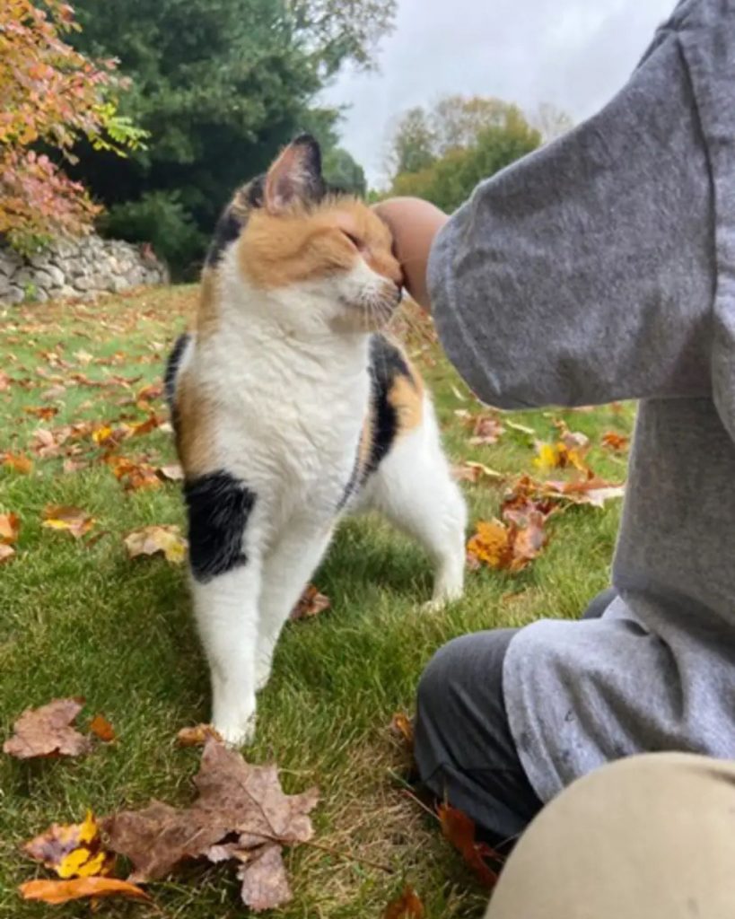 A boy is petting a colorful cat