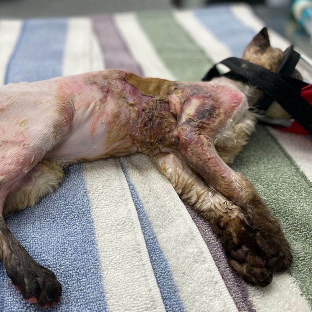 A burnt kitten lies on a blanket