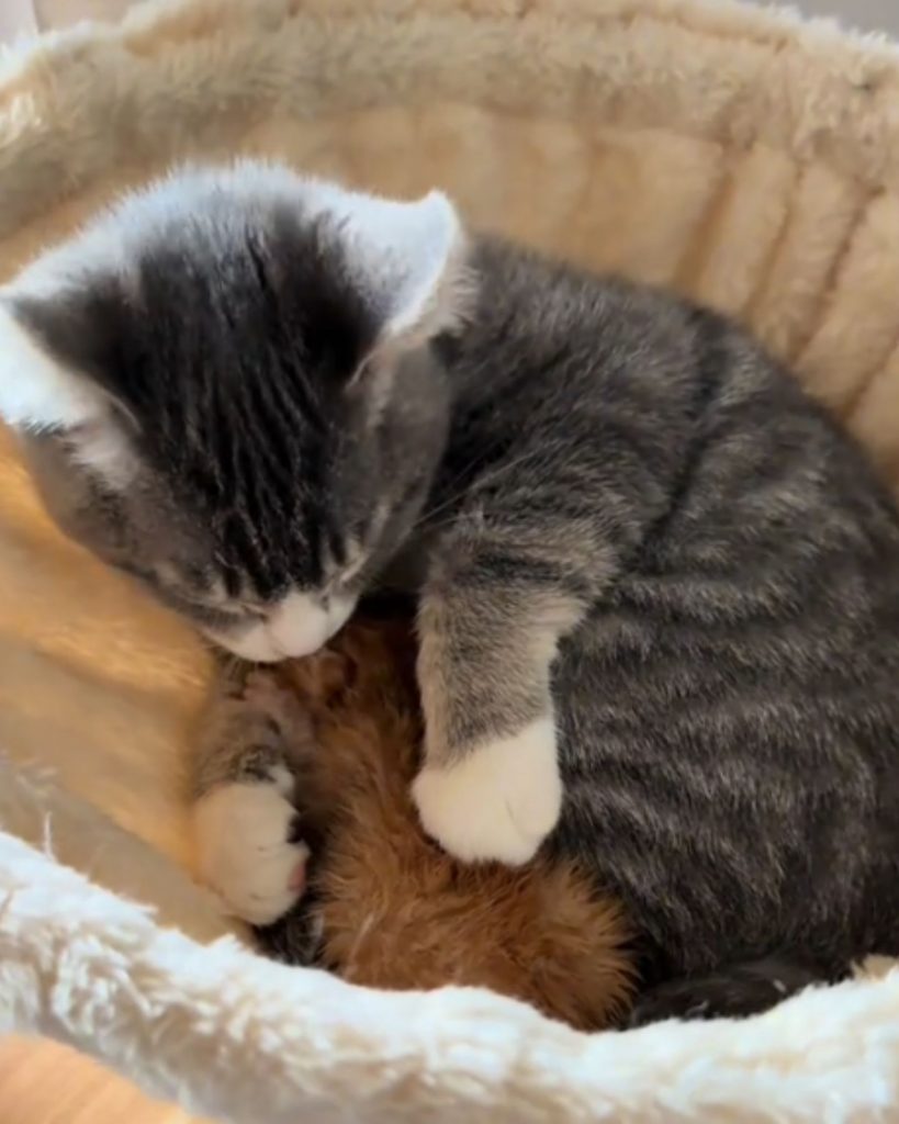 A cat comforts a little kitten