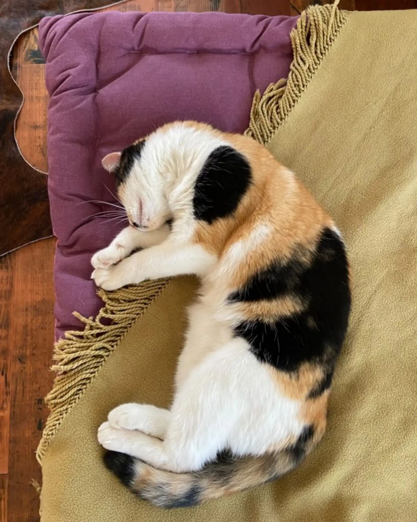 A colorful cat is sleeping on a brown rug