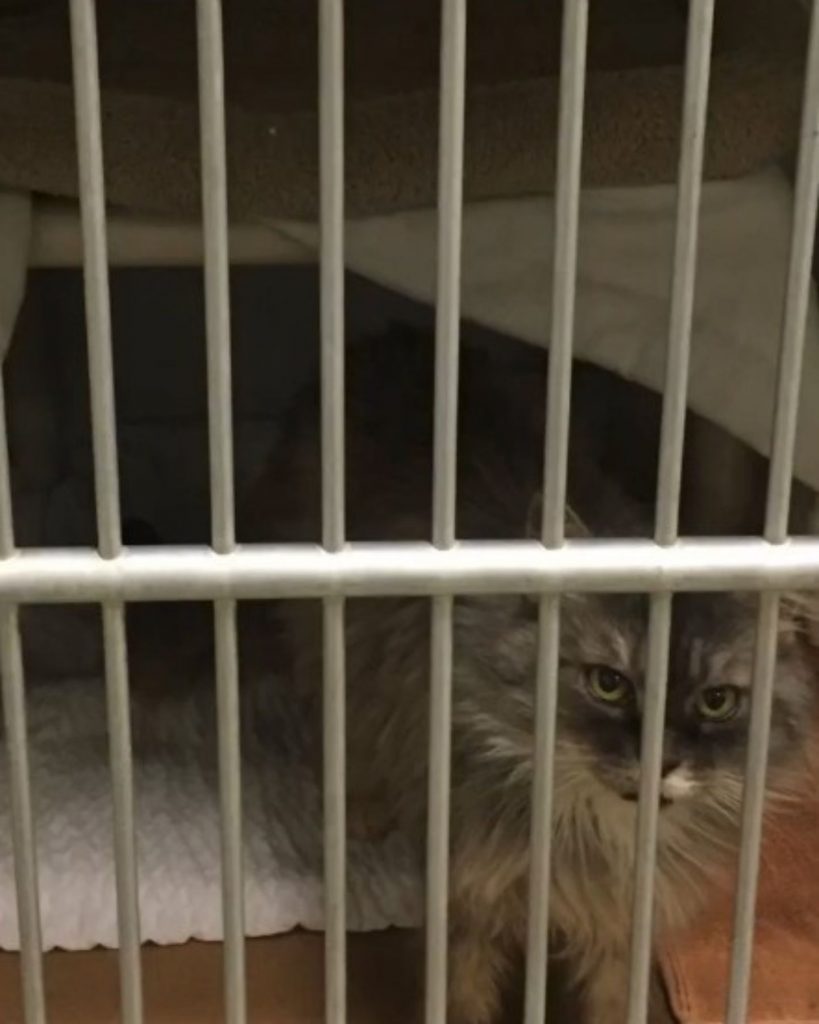 A colorful cat peeks out of a cage