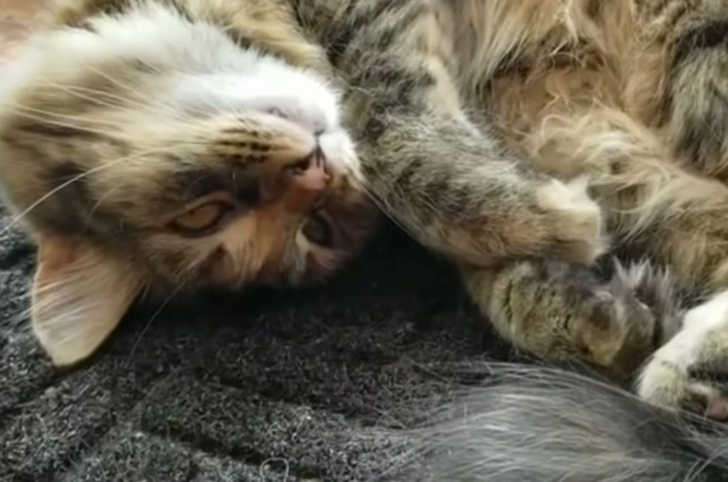 A curled up kitten lies on the mat