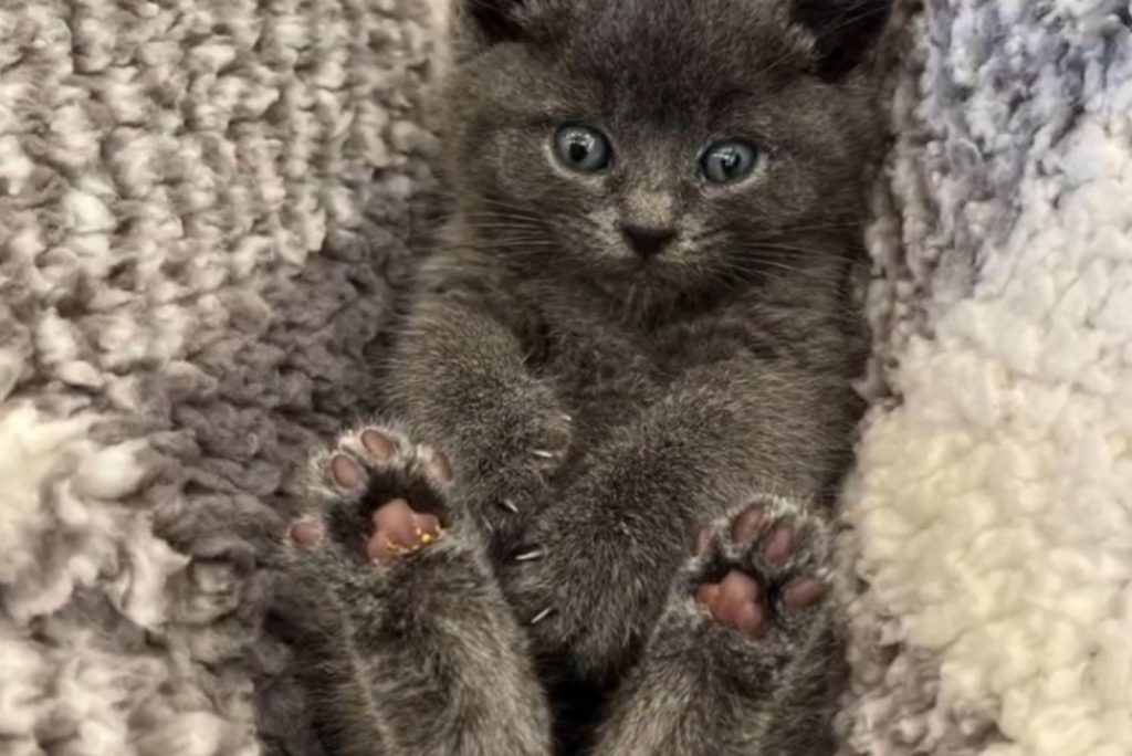 A fluffy kitten lies on its back