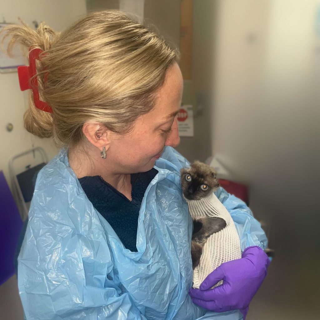 A girl holds an injured kitten in her arms