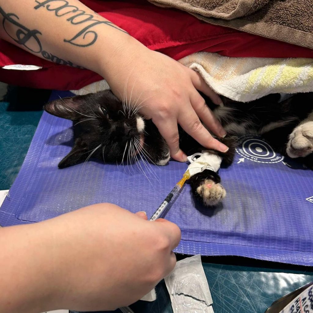 A girl is giving an IV to a cat