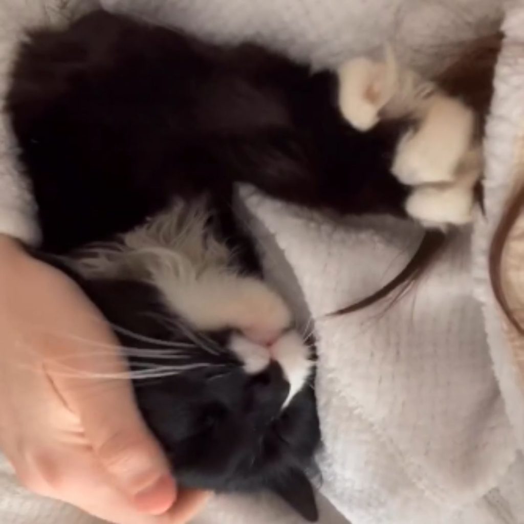 A girl is petting a little kitten