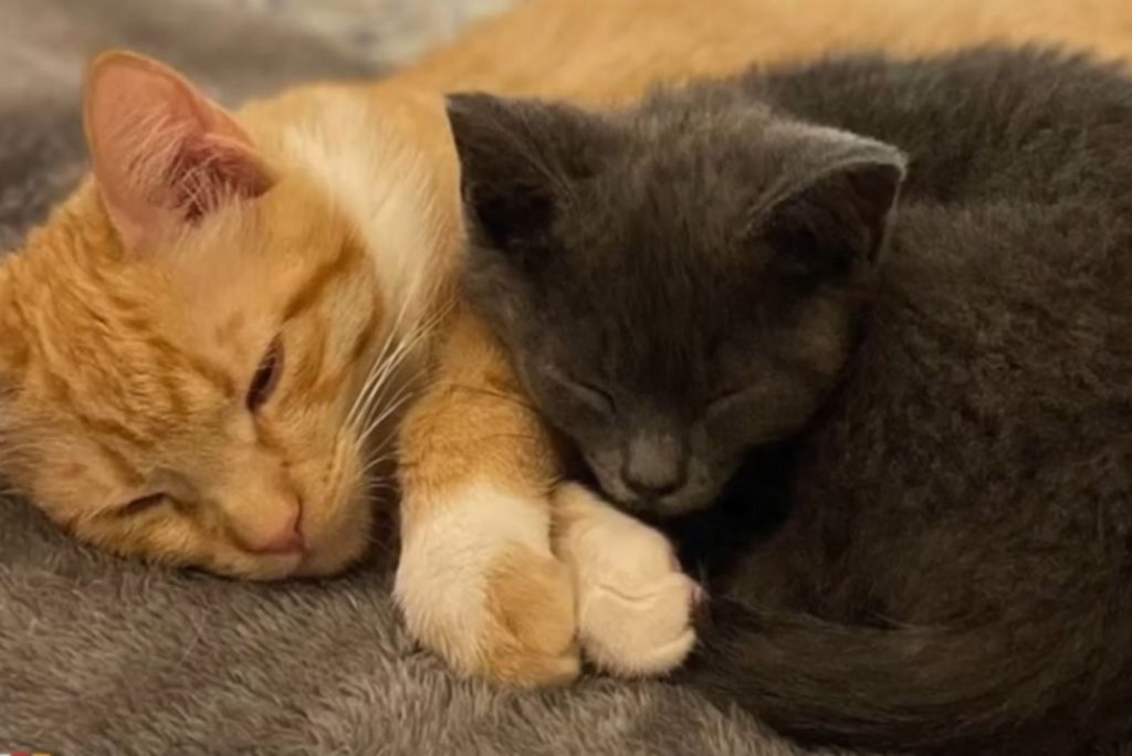 A gray and yellow cat are lying next to each other