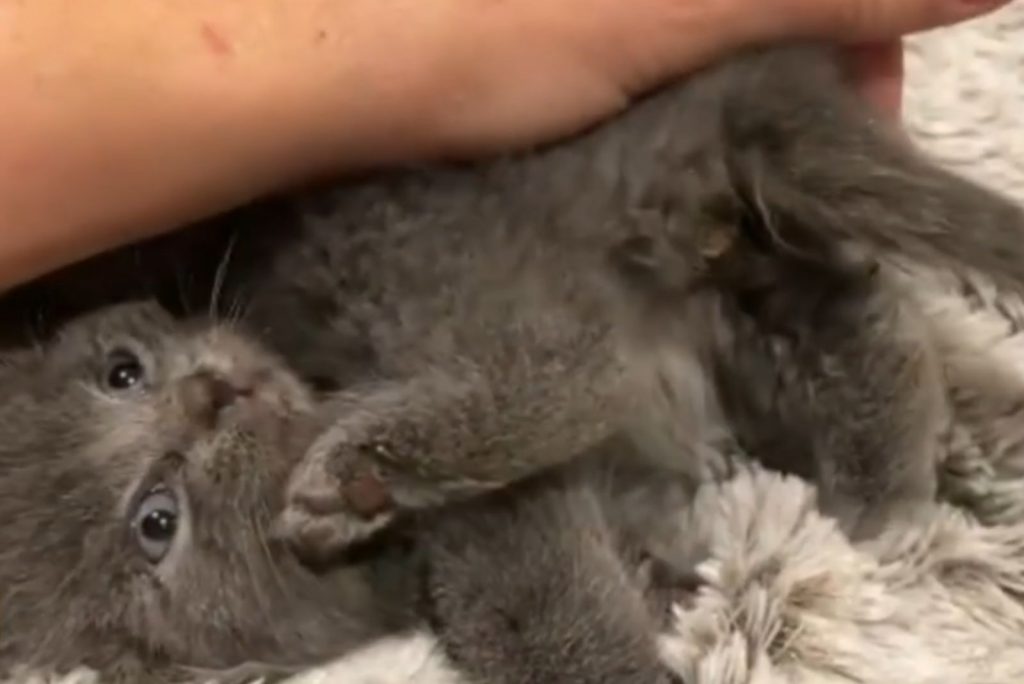 A gray kitten is lying down, a woman is petting it