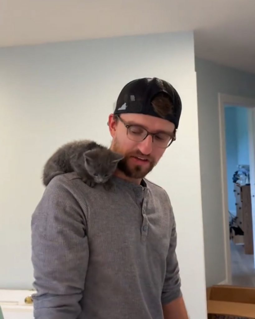 A gray kitten walks on a man's shoulder