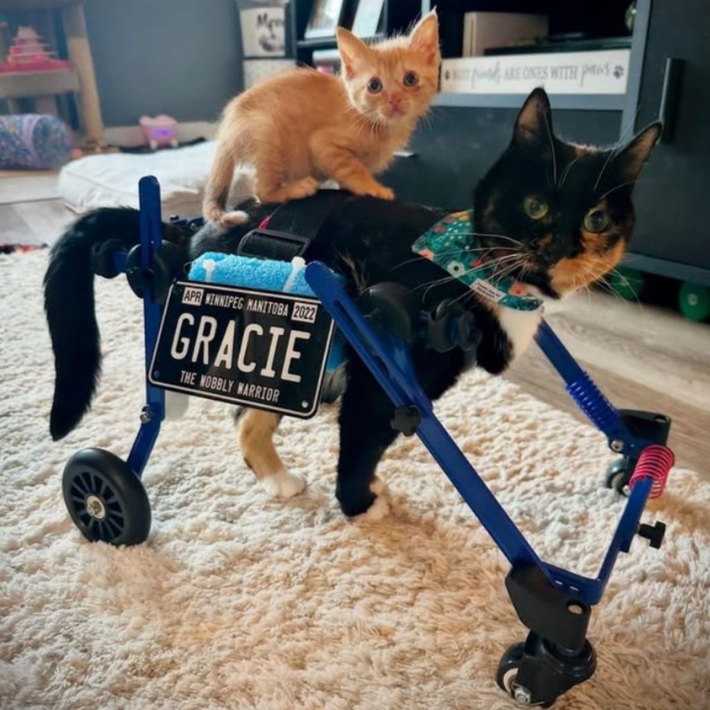 A kitten climbed onto a cat walking with a wheelchair