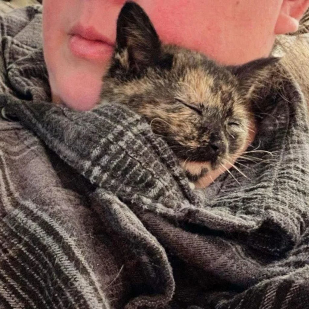 A kitten sleeps wrapped in a blanket in the arms of a girl