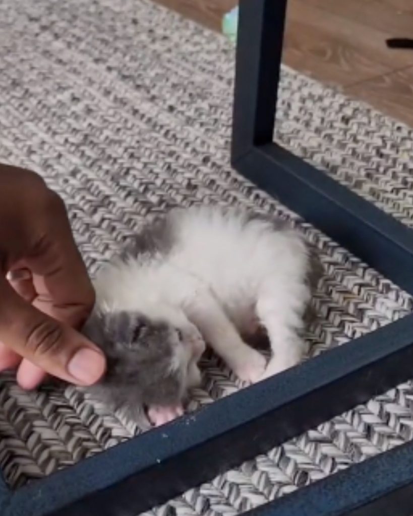 A little kitten lies on the carpet while its owner pet it