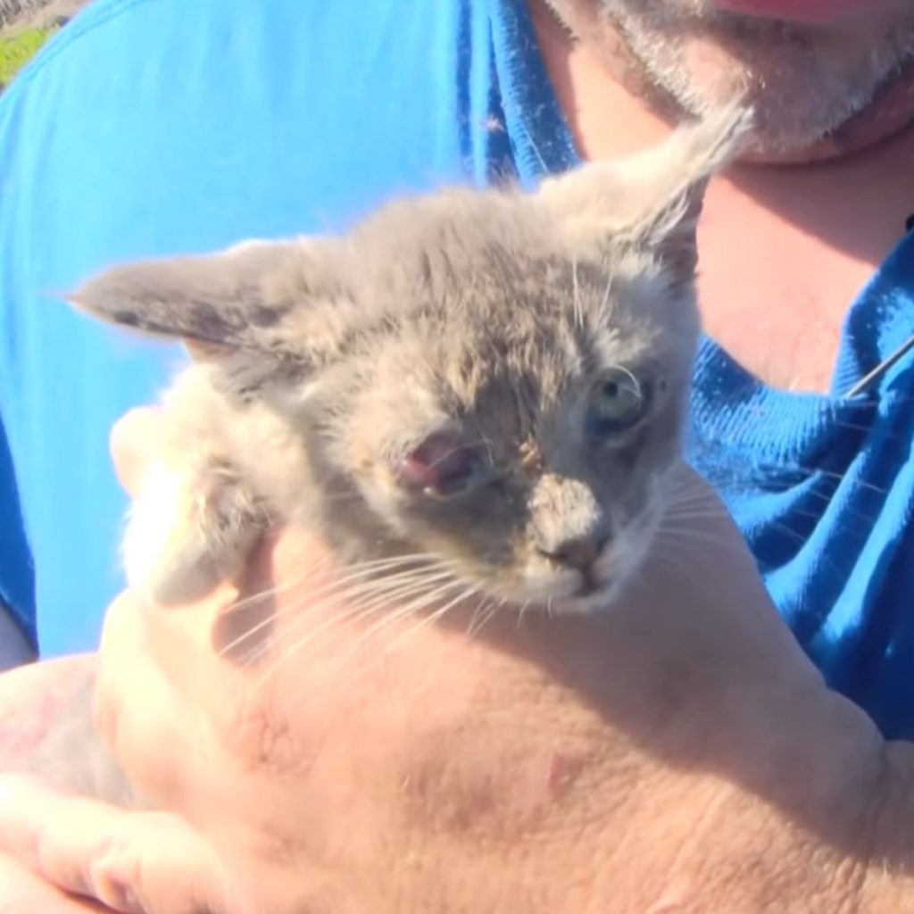 A man puts a kitten in a cage