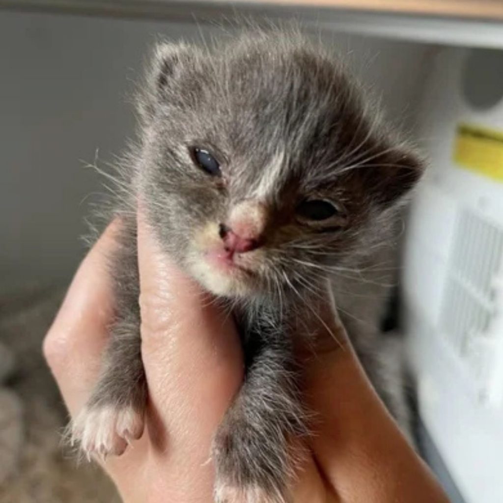 A man is holding a sick kitten in his hand