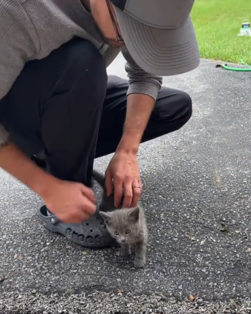 A man is petting a gray kitten