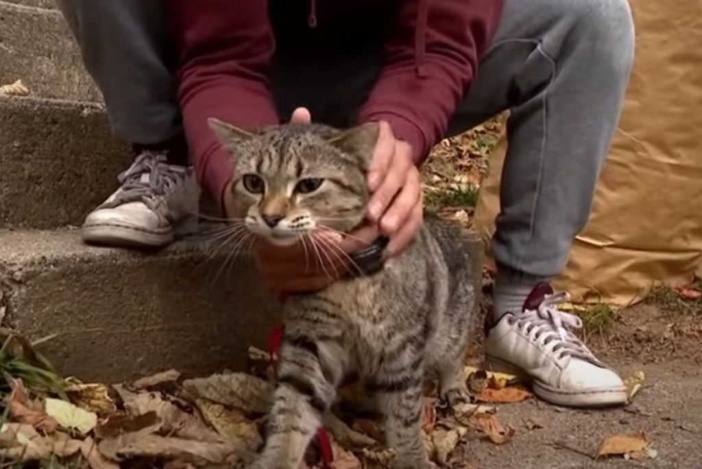 A man petting a kitten on the stairs