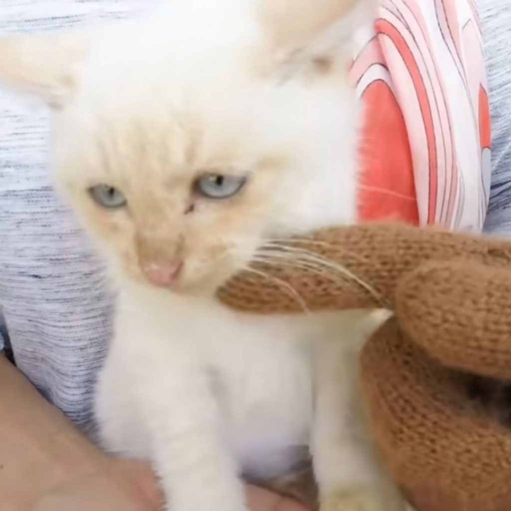 A man with a glove on his hand is petting a kitten