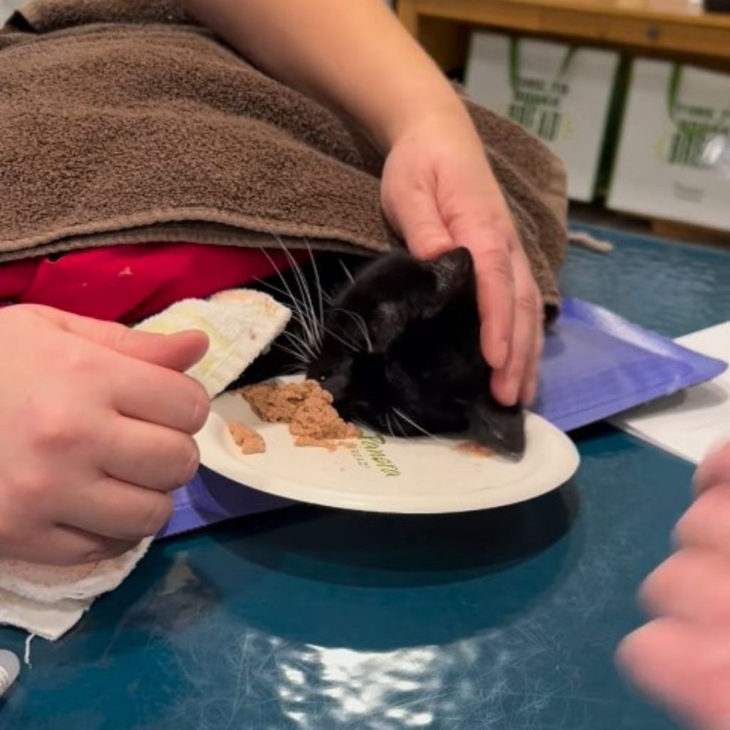 A sick cat stuck its head on a plate of food