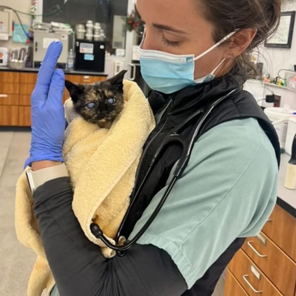 A veterinarian holds a blind kitten in her arms