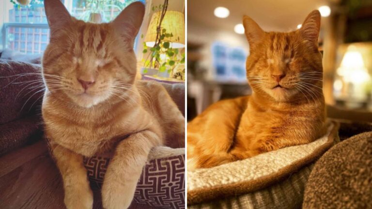 Abandoned Blind Kitty Gets Adopted By The Most Loving Family