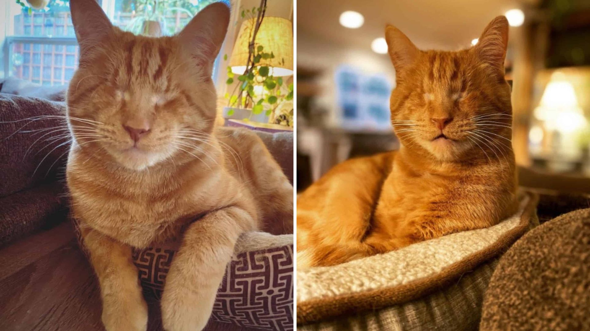 Abandoned Blind Kitty Gets Adopted By The Most Loving Family