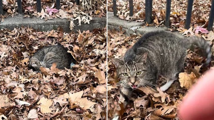 Abandoned Cat Found Curled Up In Leaves On A Freezing Brooklyn Night 