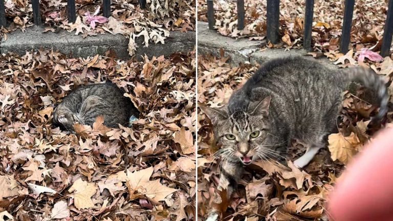 Abandoned Cat Found Curled Up In Leaves