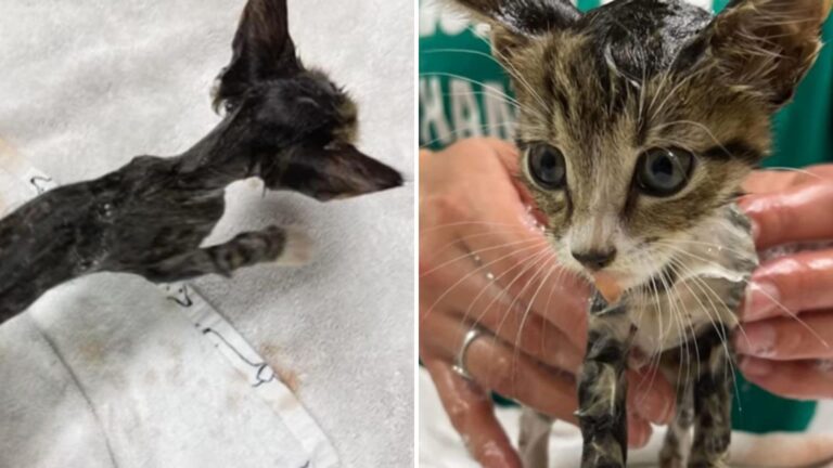 Abandoned Cat Found In Muddy Puddle Finds Happiness With A Hampton Couple