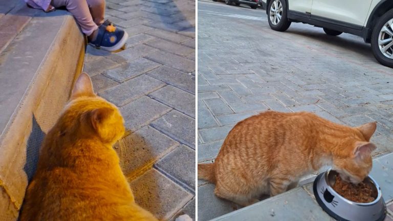 ginger cat outdoor