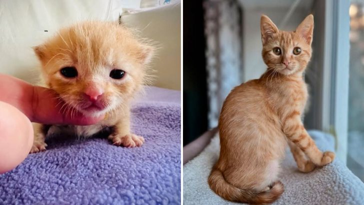 Abandoned In A Back Alley At Just Three Weeks Old, A Kitten’s Life Takes A Miraculous Turn