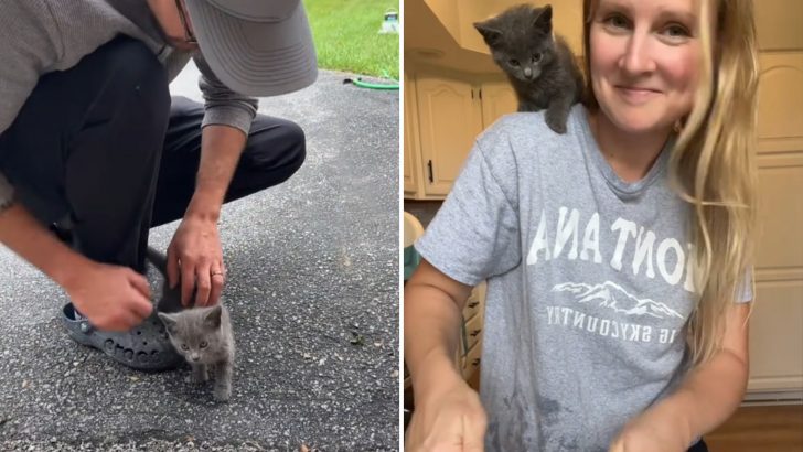 Abandoned Kitten Spots His Perfect Human And Leaves The Bushes For A New Life