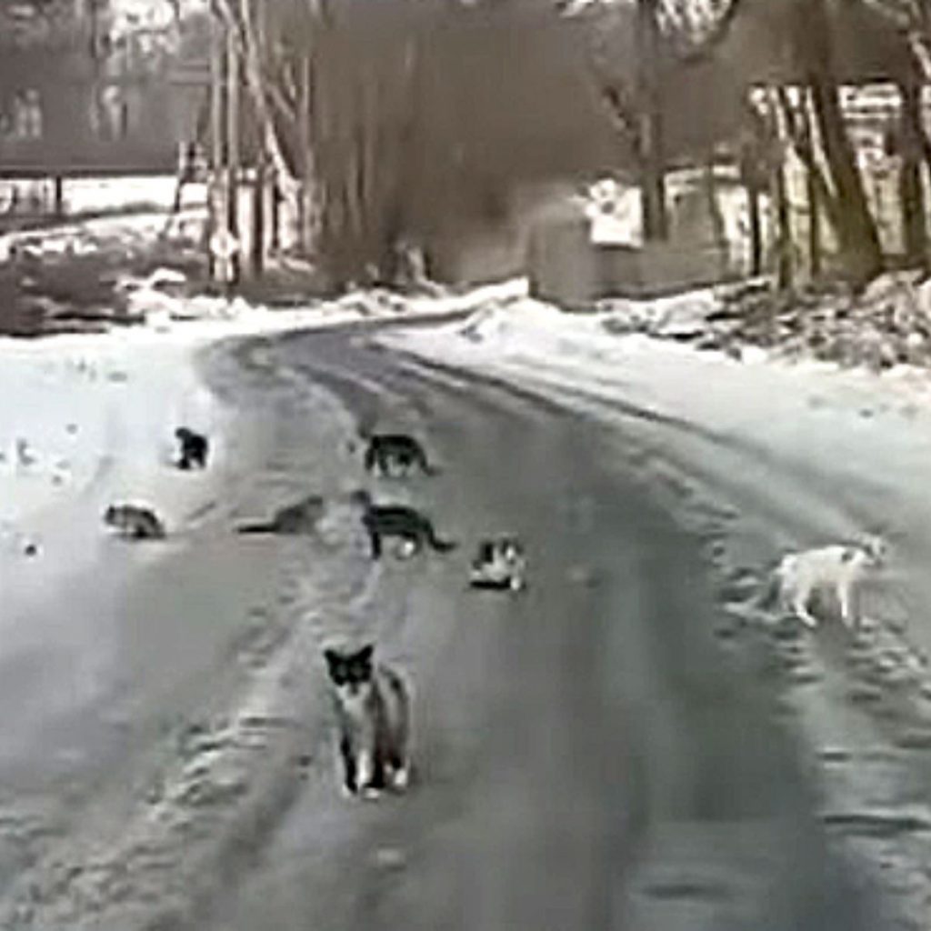 Abandoned cats were walking along the street