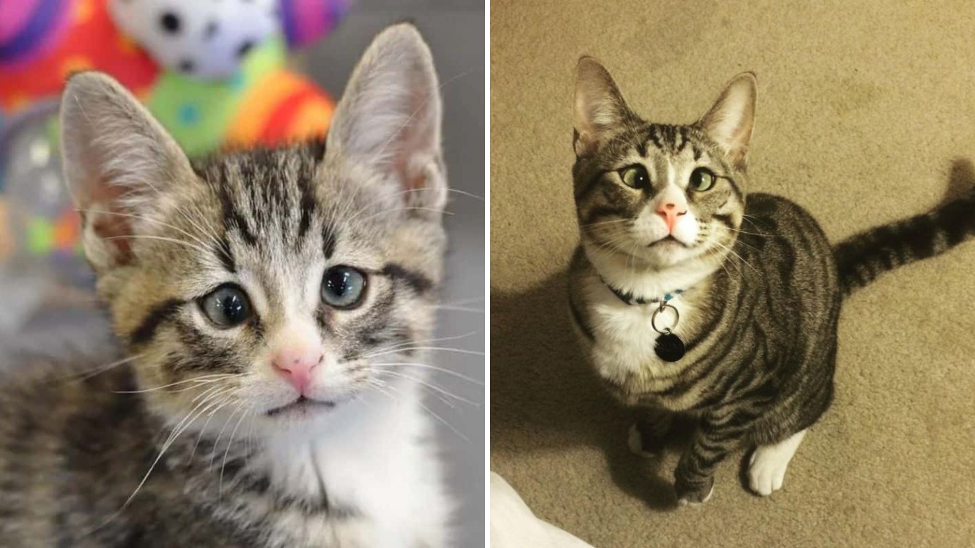Adorable San Diego Kitten With ‘Worried Eyes’ Captures Everyone’s Heart