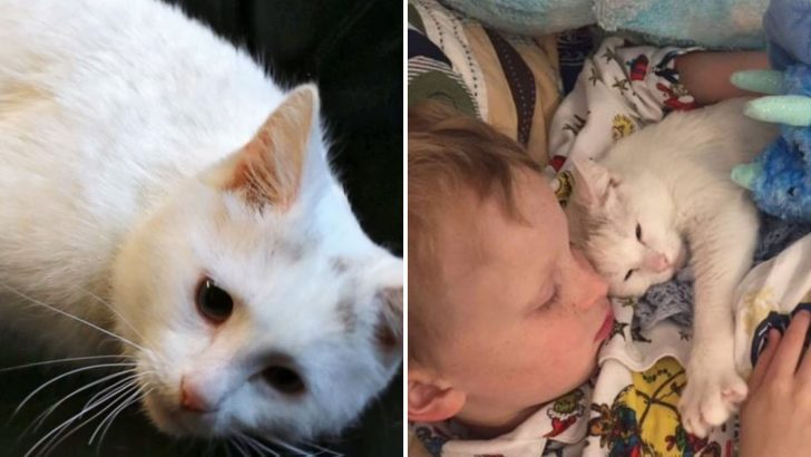 After Losing Her Kittens, Utah Shelter Cat Gets Someone Special To Love And Care For