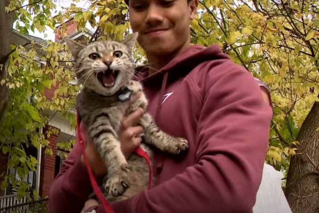 Angry cat in man's hands