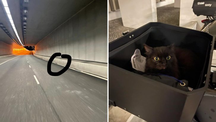 Biker Rescues ‘Toothless The Dragon’ Cat From An Underpass And The Internet Goes Wild