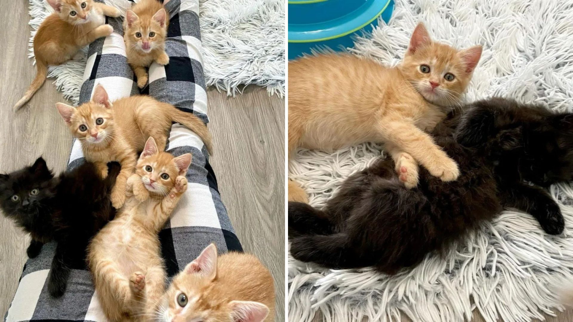Black Kitten Saved From Car Engine Starts A New Life In Washington With Adorable Ginger Clan