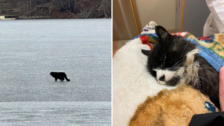 Blind 20-Year-Old Cat Pulled From Frozen Lake Moments Before It Was Too Late